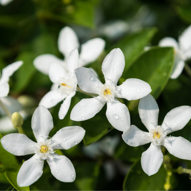 Seringat - Philadelphus Lemoinei Racines nues