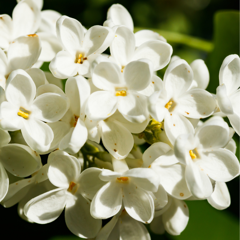 Seringat - Philadelphus Coronarius Racines nues