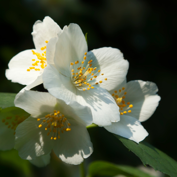 Seringat - Philadelphus Coronarius Aureus Racines nues