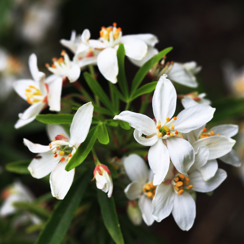 Oranger du Mexique - Choisya Ternata White Dazzler 50cm