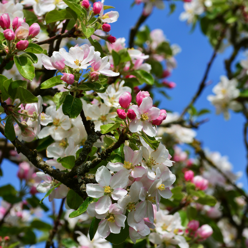 Oranger du Mexique - Choisya ternata Apple Blossom 25cm