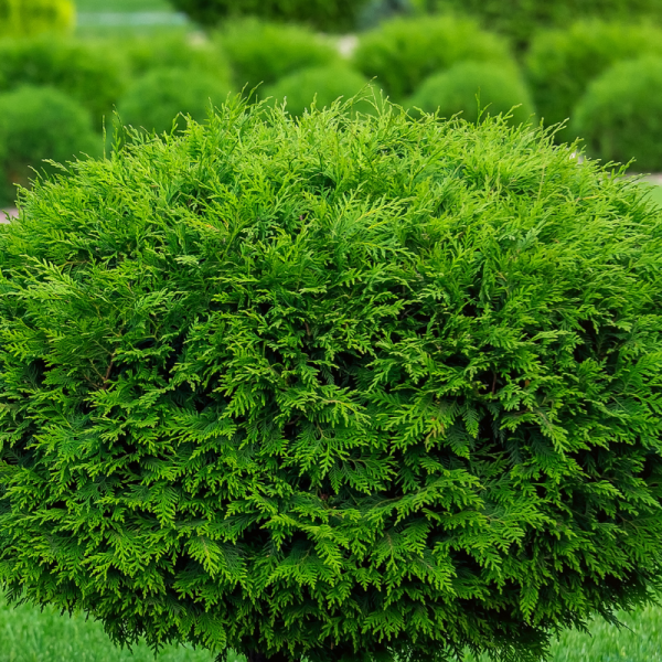 Thuya du Canada Brabant - Thuja occidentalis Brabant 80cm en pot