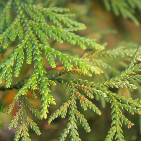 Thuya géant Atrovirens - Thuja plicata Atrovirens 60cm en pot