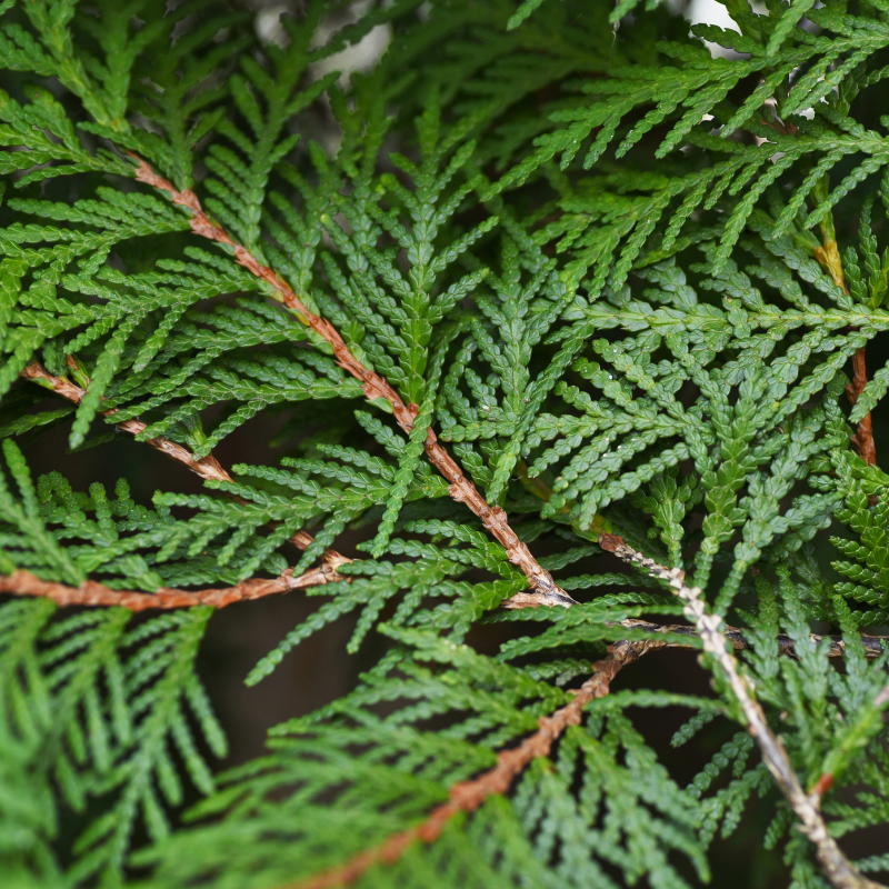 Thuya du Canada Smaragd - Thuja occidentalis Smaragd 50cm en pot