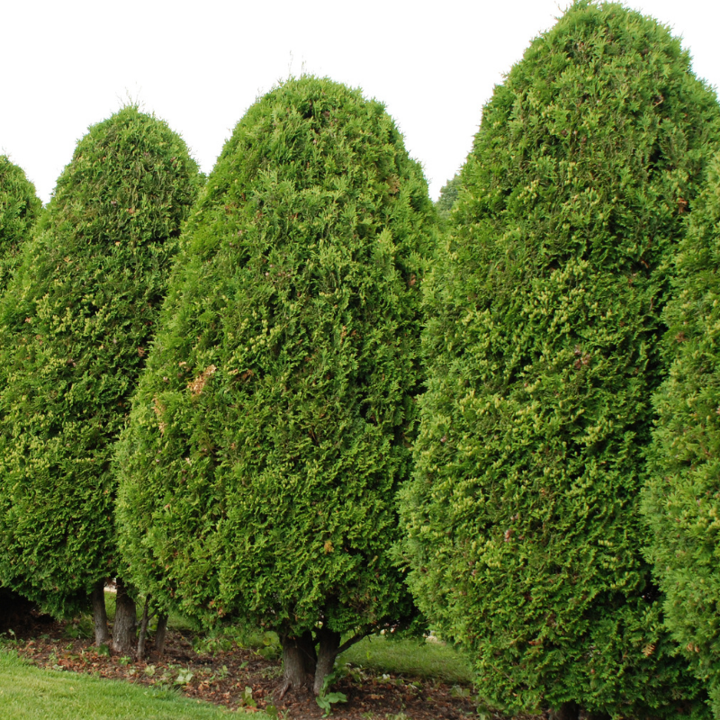 Thuya géant Excelsa - Thuja plicata Excelsa 100cm en pot