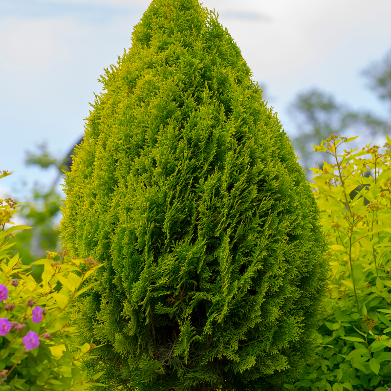 Thuya géant Atrovirens - Thuja plicata Atrovirens 100cm en pot