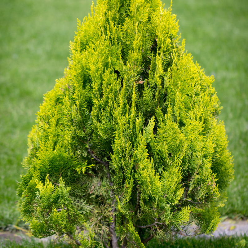 Thuya du Canada Brabant - Thuja occidentalis Brabant 100cm en pot