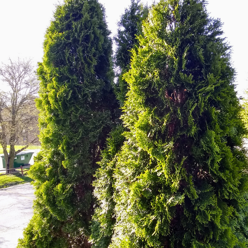 Thuya du Canada Smaragd - Thuja occidentalis Smaragd 80cm en pot