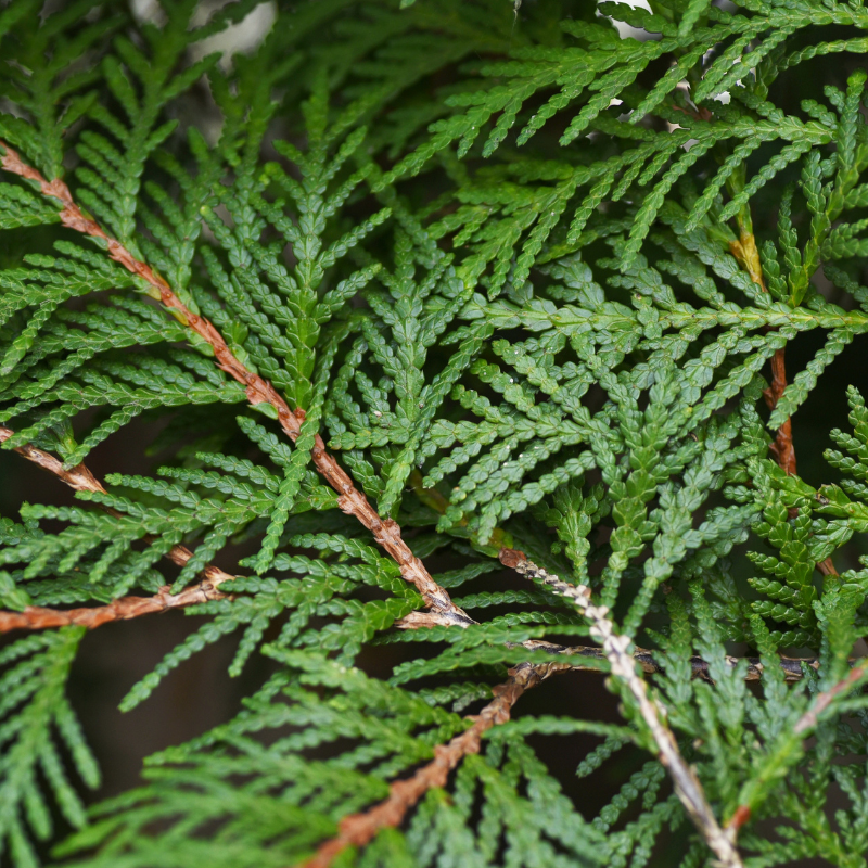 Thuya géant Excelsa - Thuja plicata Excelsa 80cm en pot