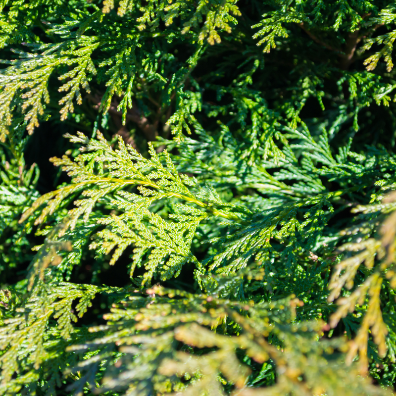 Thuya géant Atrovirens - Thuja plicata Atrovirens 80cm en pot