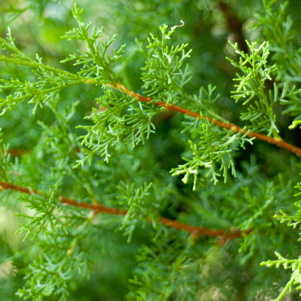 Cyprès de Leyland - Cupressocyparis leylandii 80cm en pot