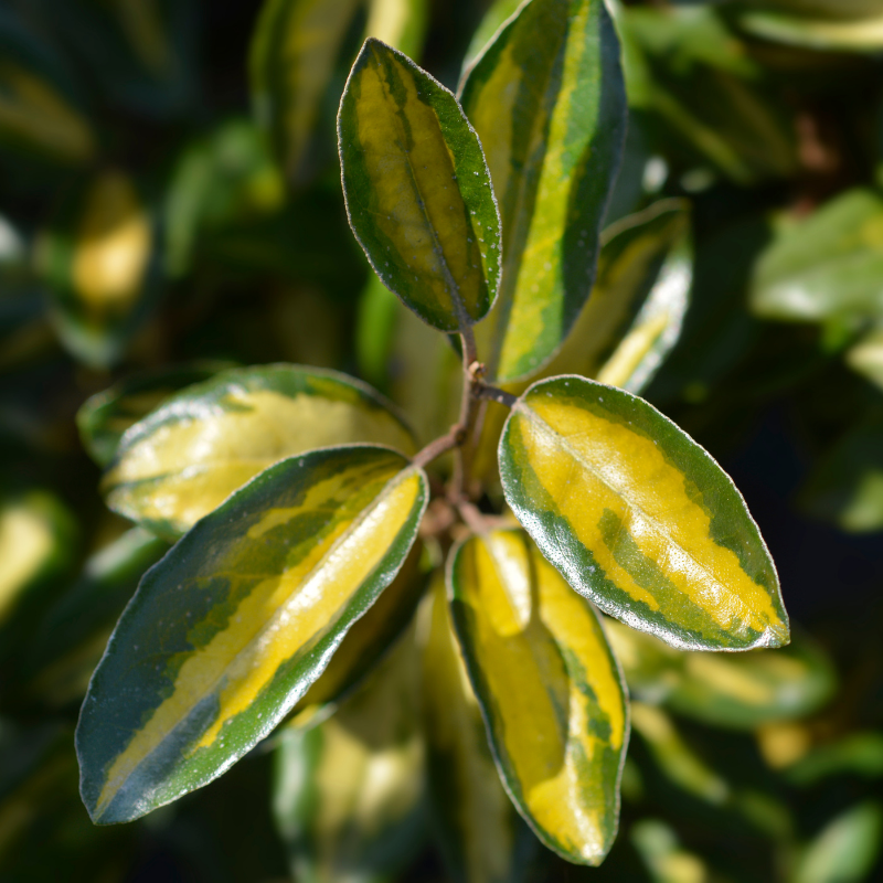 Chalef de Ebbing - Elaeagnus ebbingei Limelight 40cm en pot