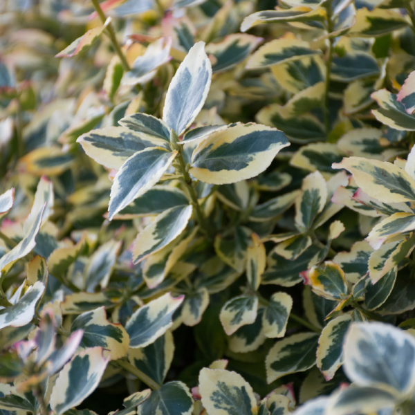 Chalef Gilt Edge - Elaeagnus ebbingei Gilt Edge 40cm en pot