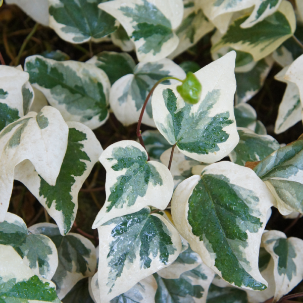 Lierre - Hedera algeriensis Gloire De Marengo 80cm