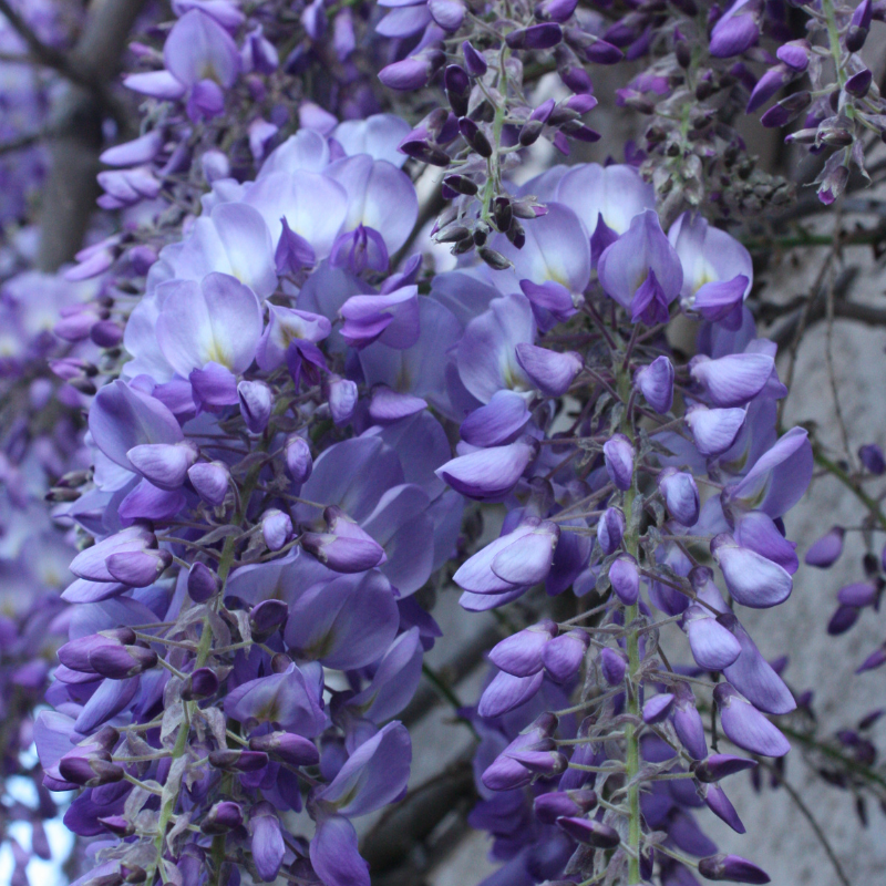 Glycine - Wisteria Blue Waterfall Pot 19cm Espalier