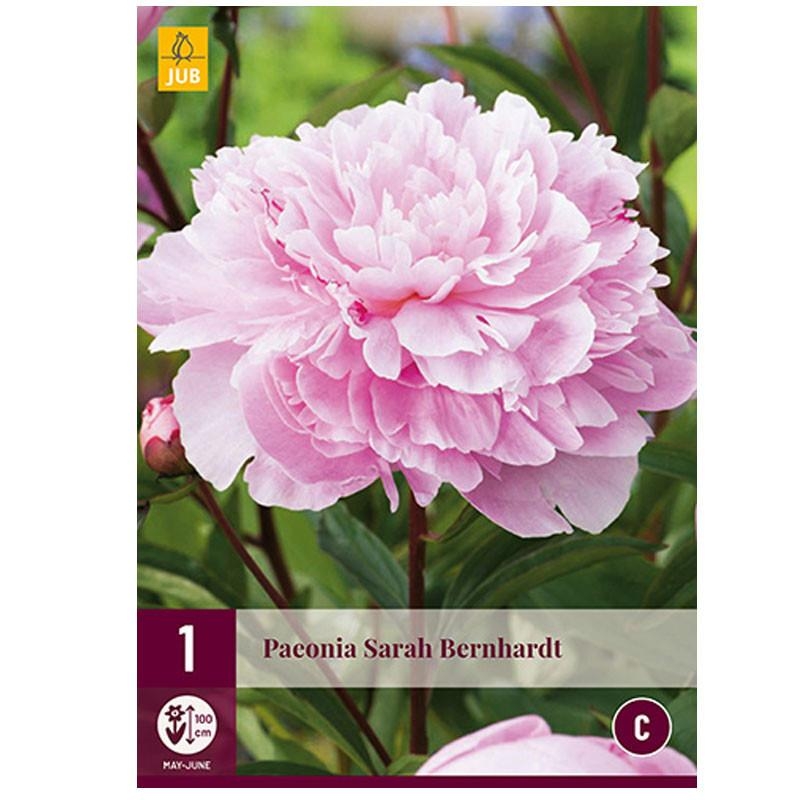 1 PIVOINE SARAH BERNHARDT