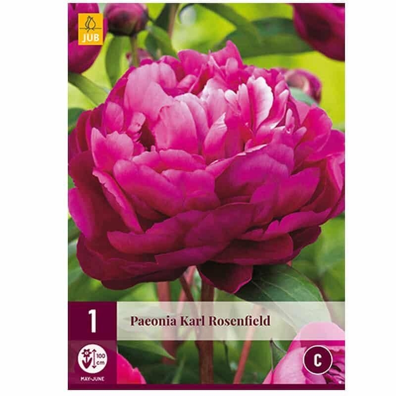 1 PIVOINE KARL ROSENFIELD