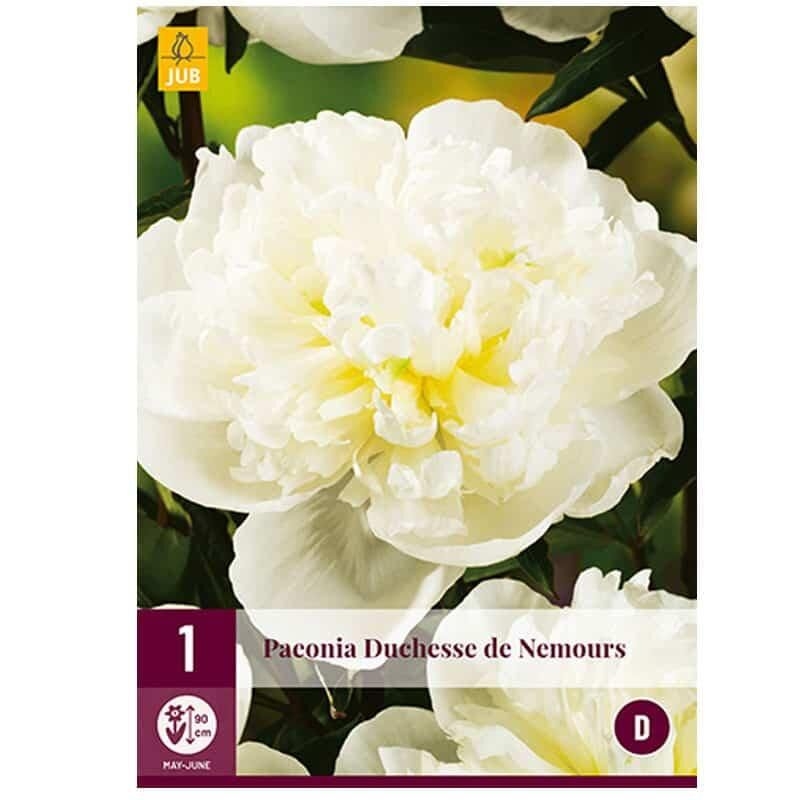 1 PIVOINE DUCHESSE DE NEMOURS