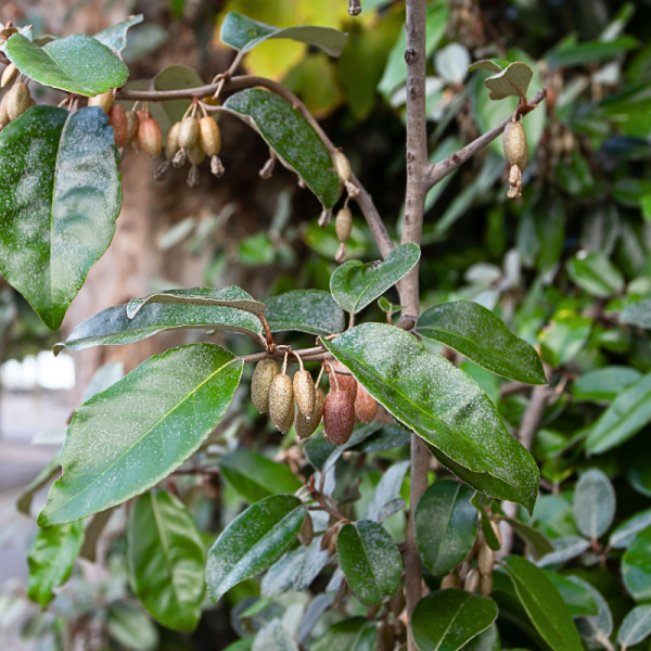 Chalef - Elaeagnus ebbingei 60cm en pot