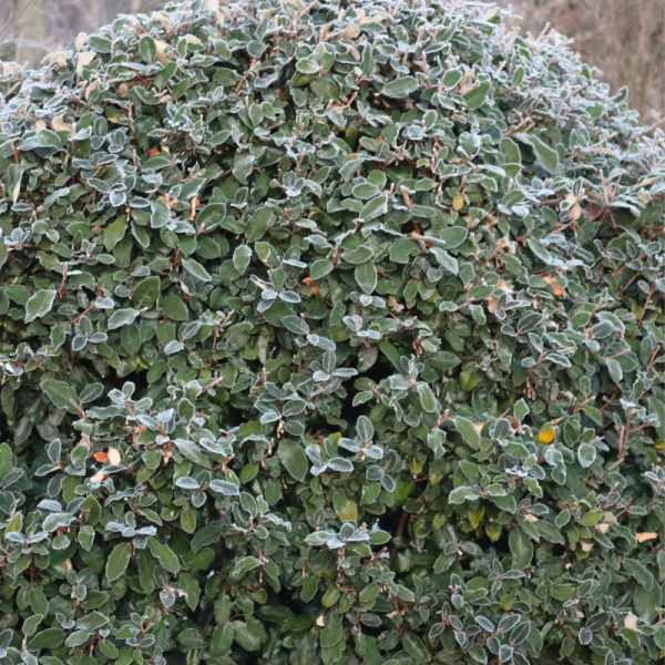 Chalef compact - Elaeagnus ebbingei Compacta 60cm en pot