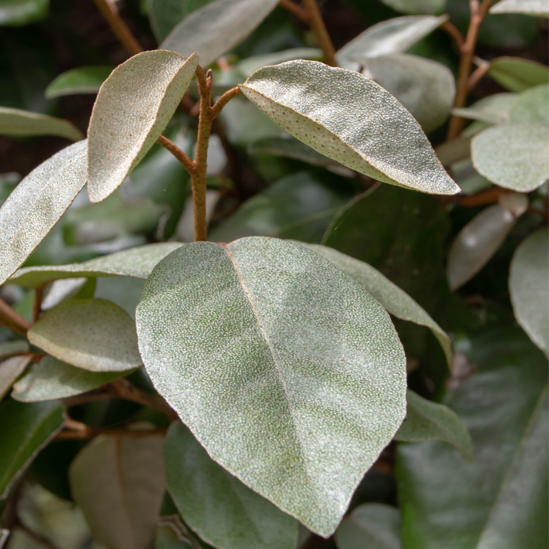 Chalef - Elaeagnus ebbingei 40cm en pot