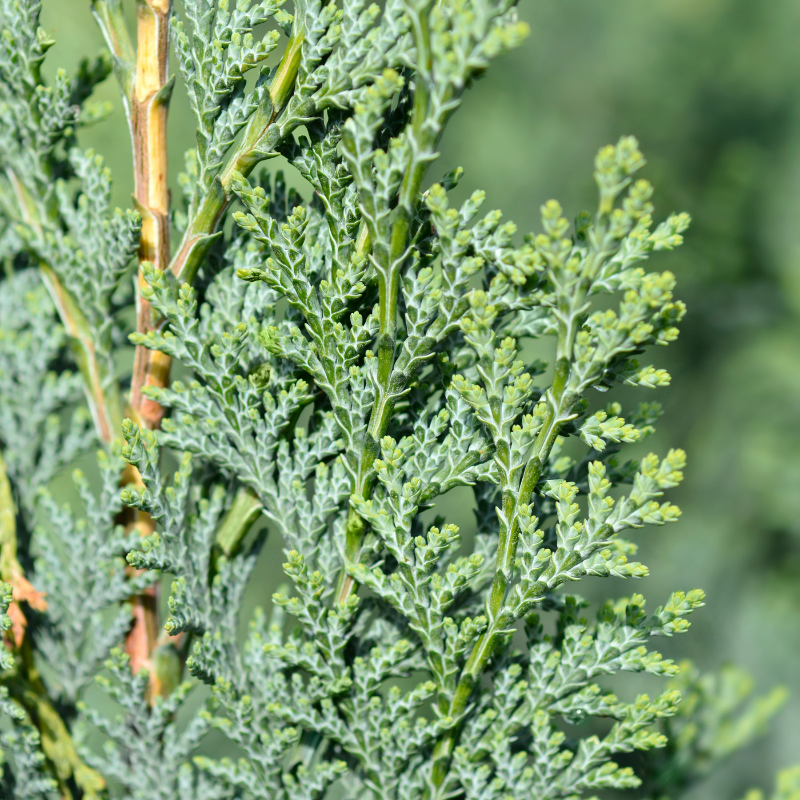 Cyprès de Lawson Columnaris - Chamaecyparis lawsoniana Columnaris 80cm en pot