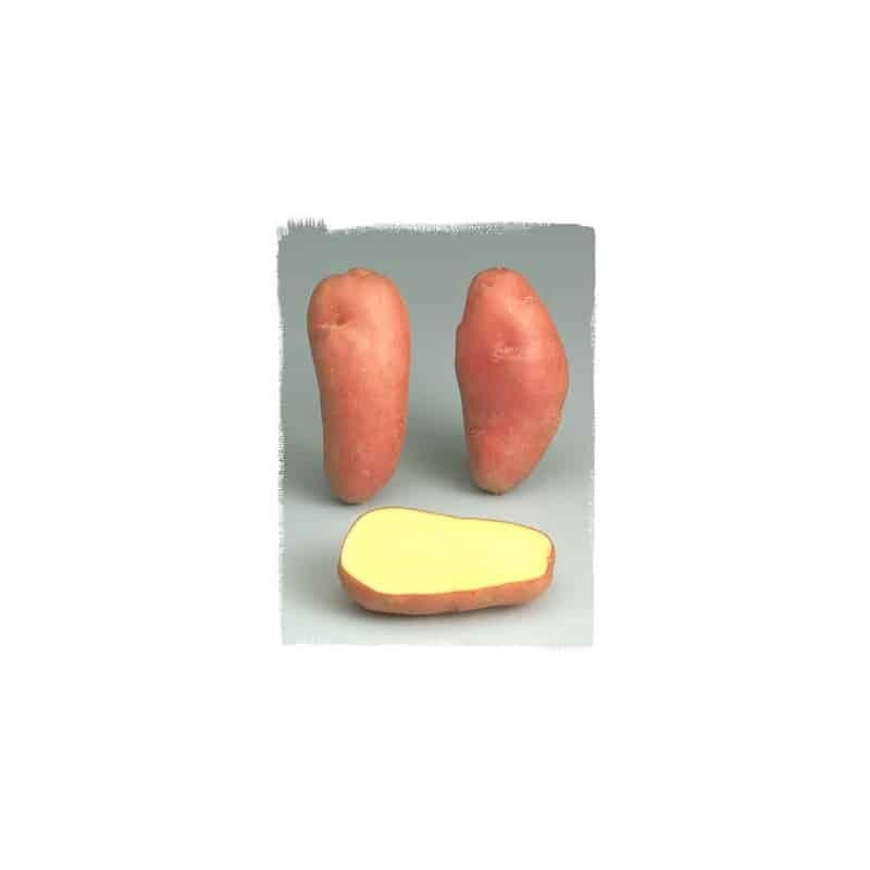 Pommes de terre 1,5kg variété Roseval