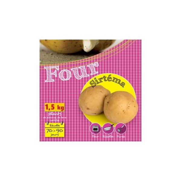 Pomme de terre Sirtéma 1,5kg pas cher