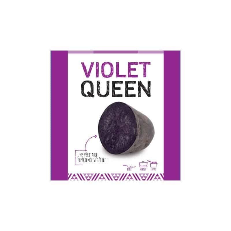 Violet Queen (Chair Violette) 25 Plants de pomme de terre