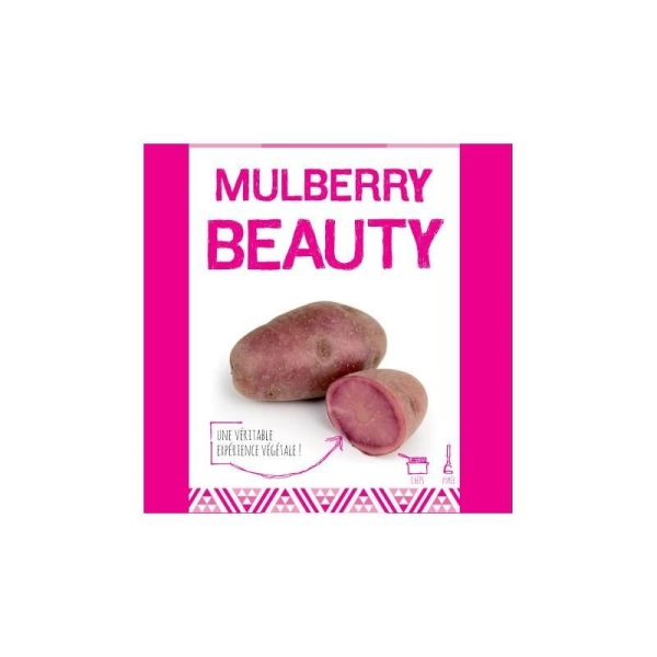 Mulberry Beauty (Chair Rose) 25 Plants de pomme de terre