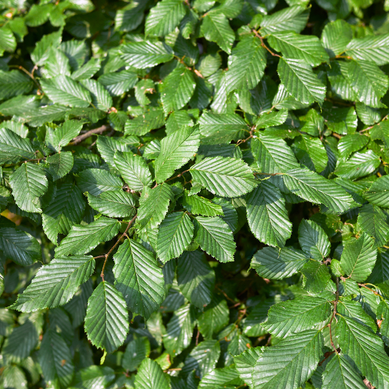 Charme commun, Charmille - Carpinus betulus 60cm en pot