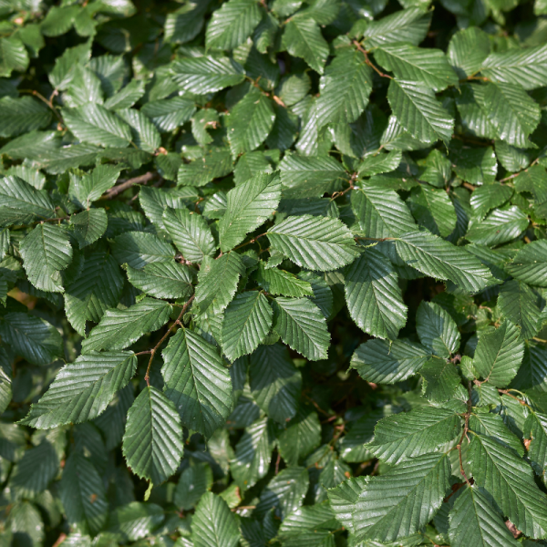 Charme commun, Charmille - Carpinus betulus 100cm Racines nues