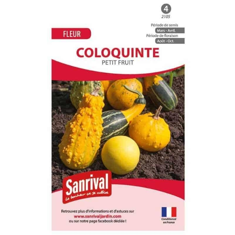 Graines de Coloquinte : Guide Pratique