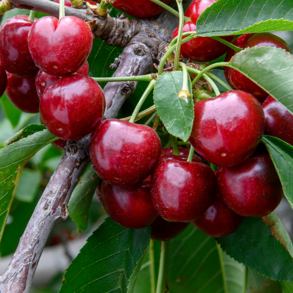 Prunus cerasus Kelleriis 16 - Griottier 120 cm en pot