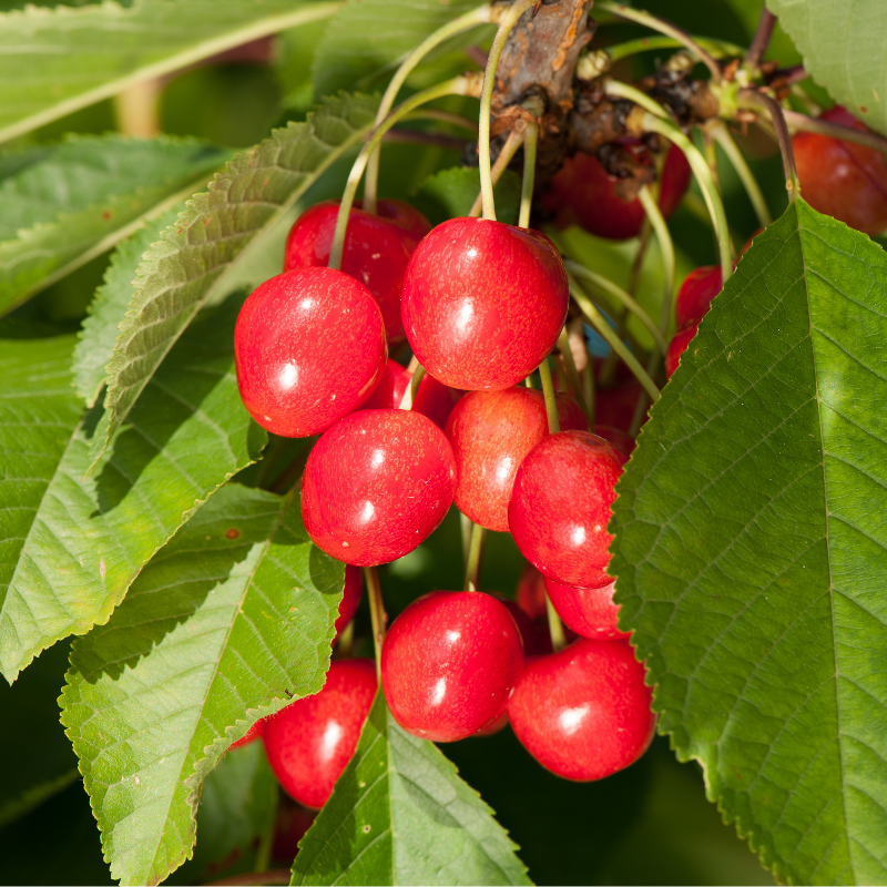 Prunus cerasus - Griottier 120 cm en pot