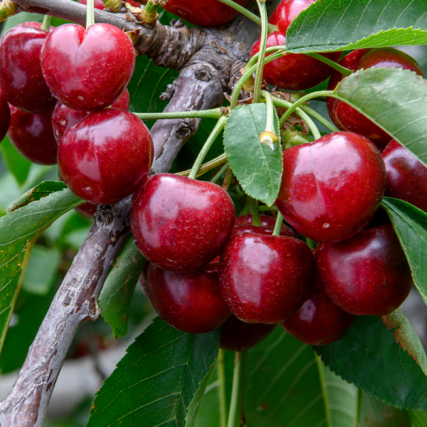 Prunus cerasus Kelleriis 16 - Griottier Racines nues