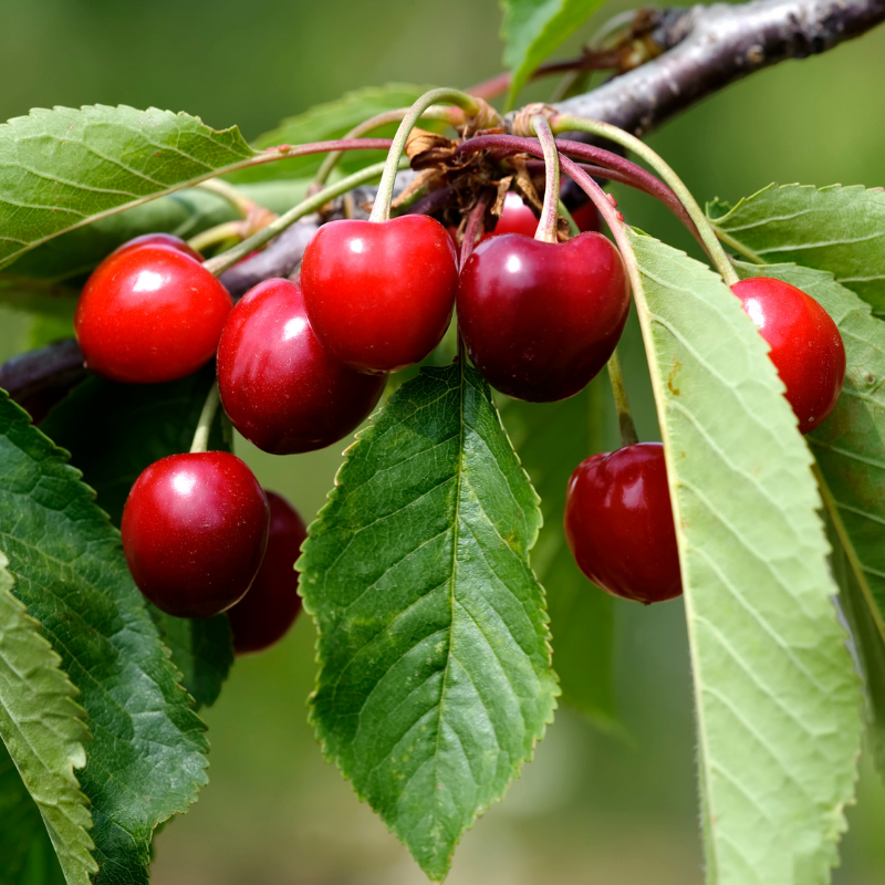 Prunus cerasus Morello - Griottier Racines nues