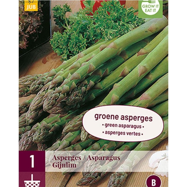 1 plant d'Asperge Gijnlim