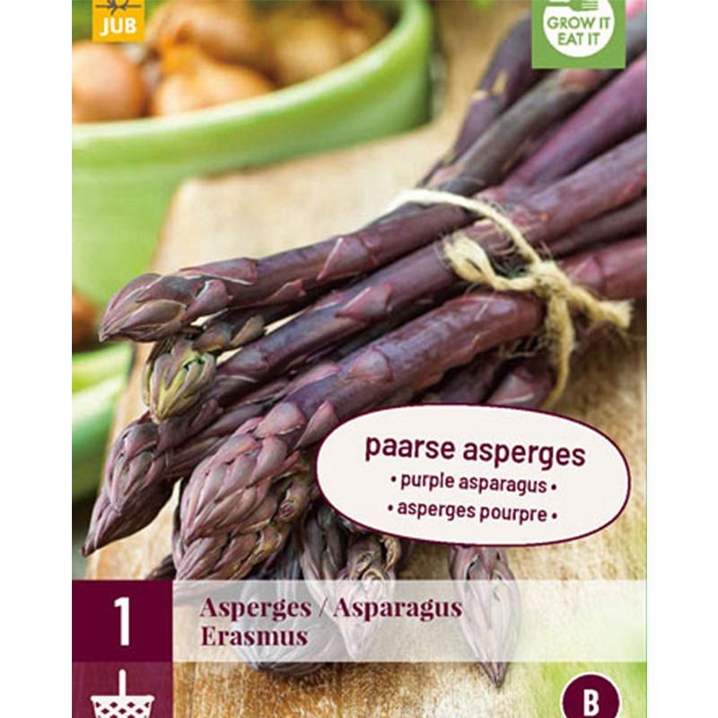 1 plant d'Asperge Erasmus