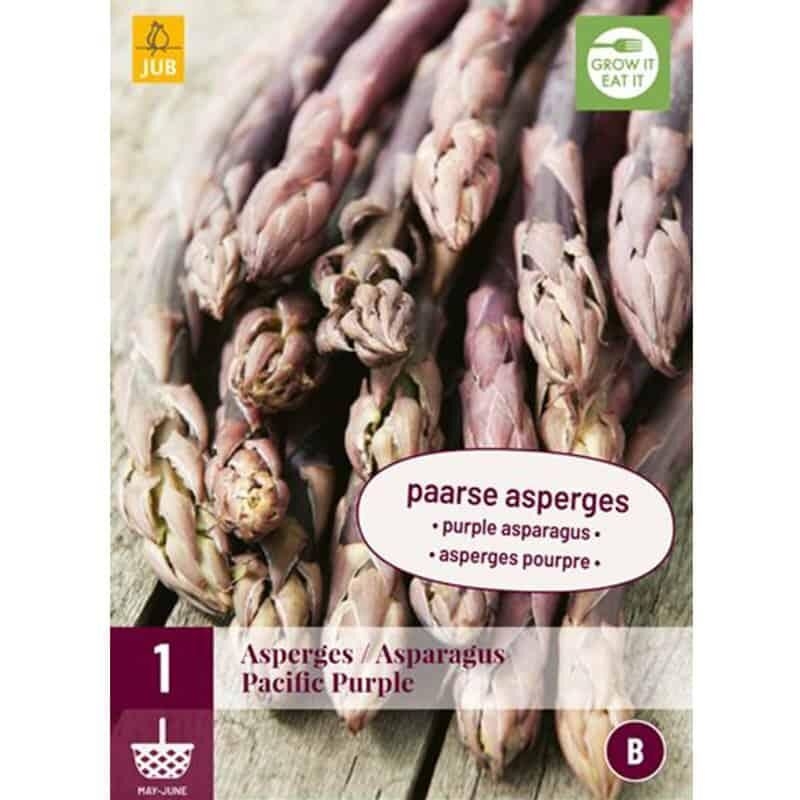 1 plant d'Asperge Pacific purple