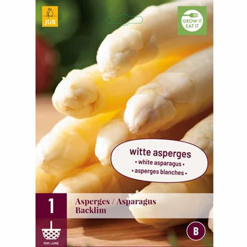 1 plant d'Asperge Backlim