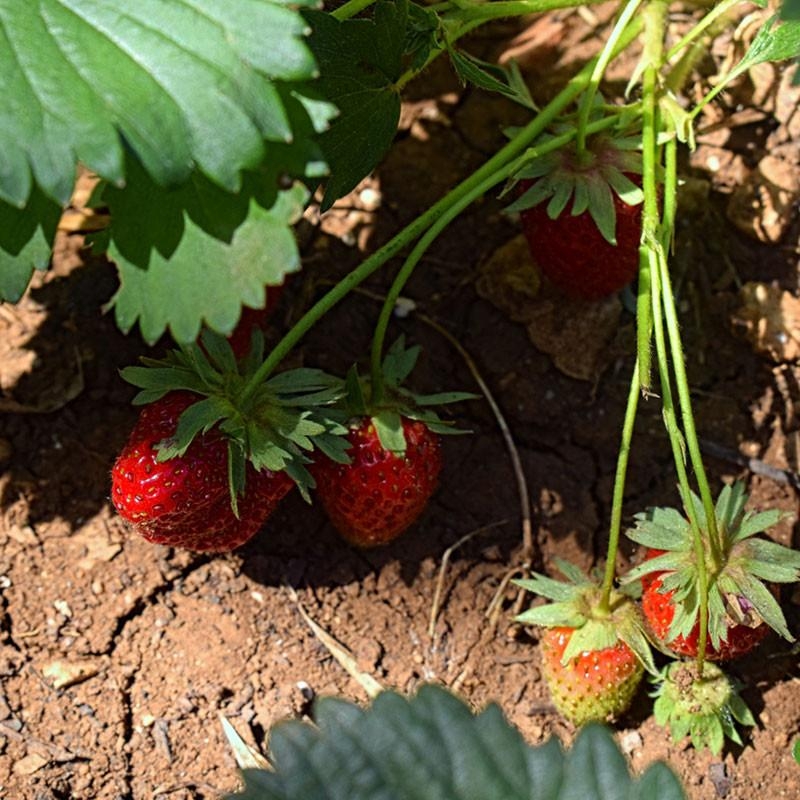 6 plants Fraisier Mara des Bois Motte 7 cm