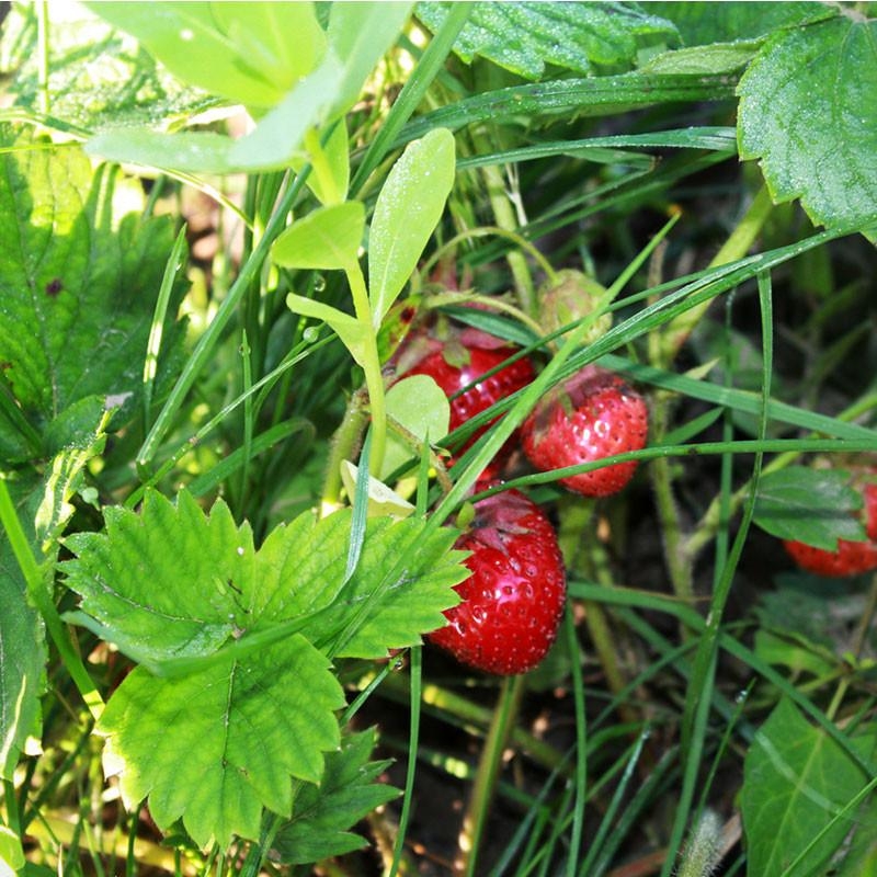 3 plants Fraisiers Charlotte Motte 7 cm