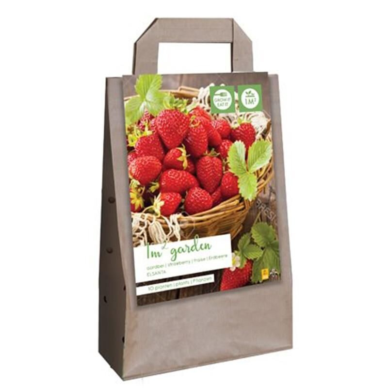 Sachet de 10 racines de fraisiers Elsanta