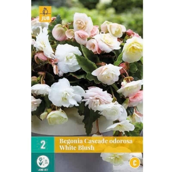 2 Bégonias cascades White Blush