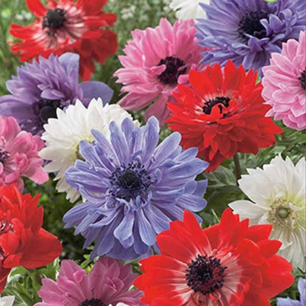 MIX DE 15 ANEMONES CORONARIA ST. BRIGID