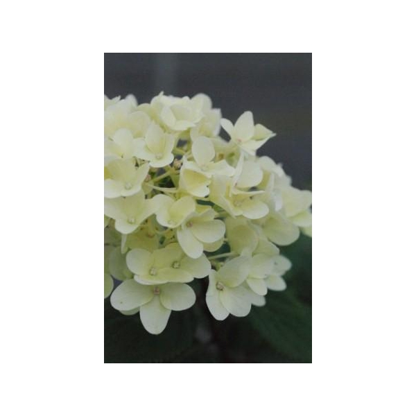 Hortensia Magical® 'Candle'