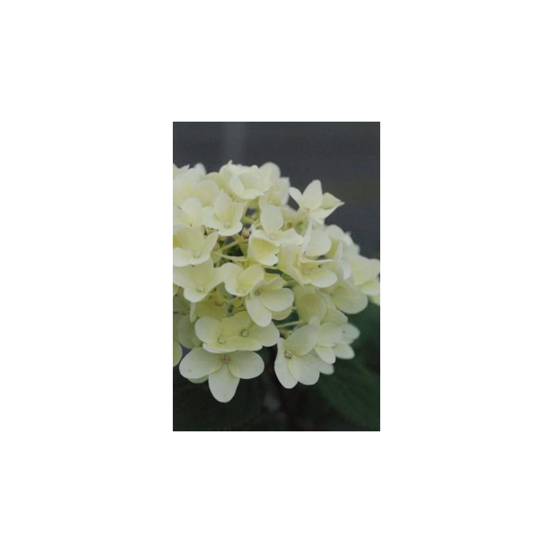 Hortensia Magical® 'Candle'