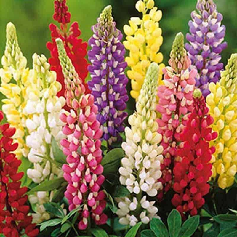 Mélange de 10 bulbes Lupin mix