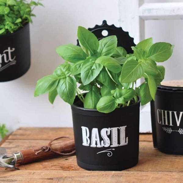 Basilic Pot Suspendu